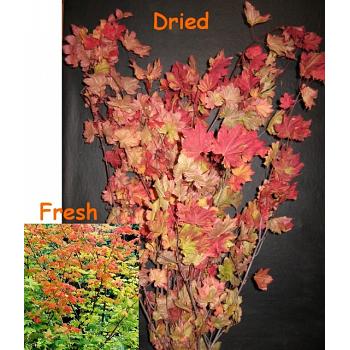 Fall Colored Leaf Branches 80 Stems Per Case